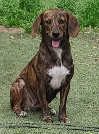 Dog for adoption - Julie & Jersey, a Basset Hound in Louisville, KY